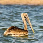 Pelican floating on water