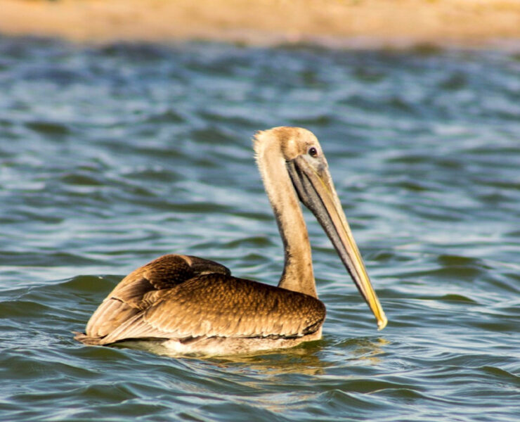 Pelican floating on water