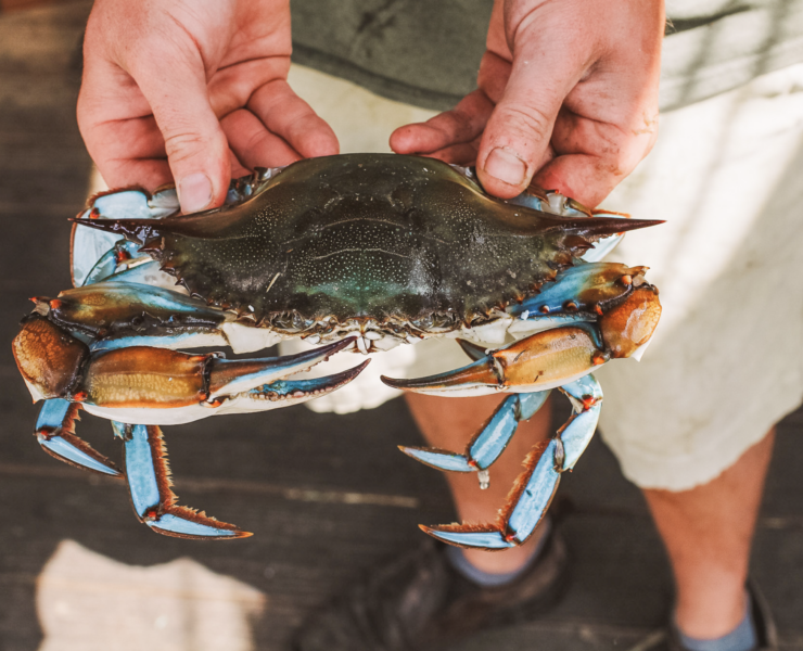 Person holding a live blue crab right from the water