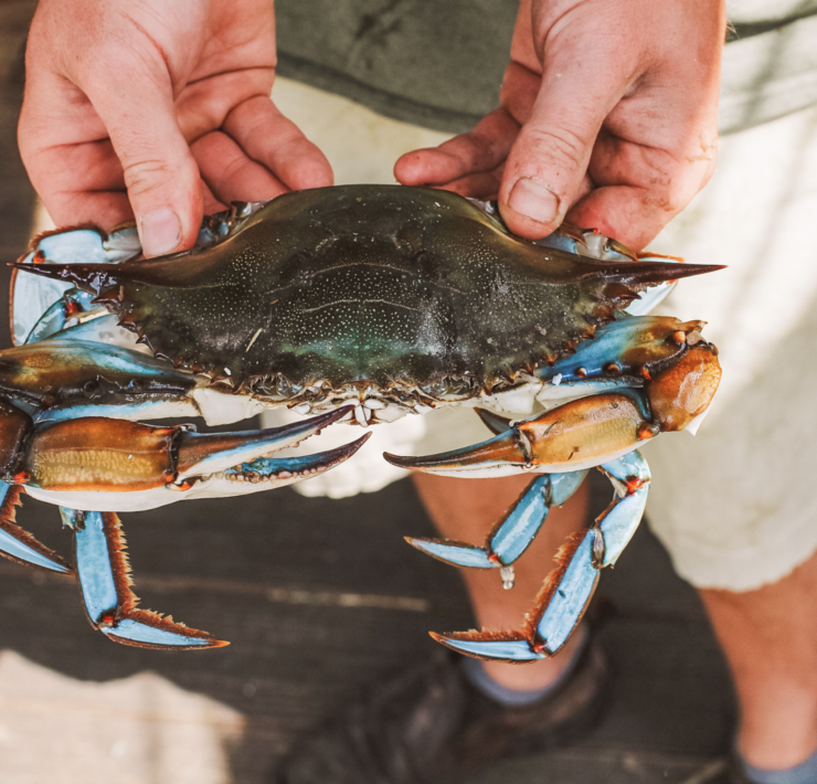 Person holding a live blue crab right from the water