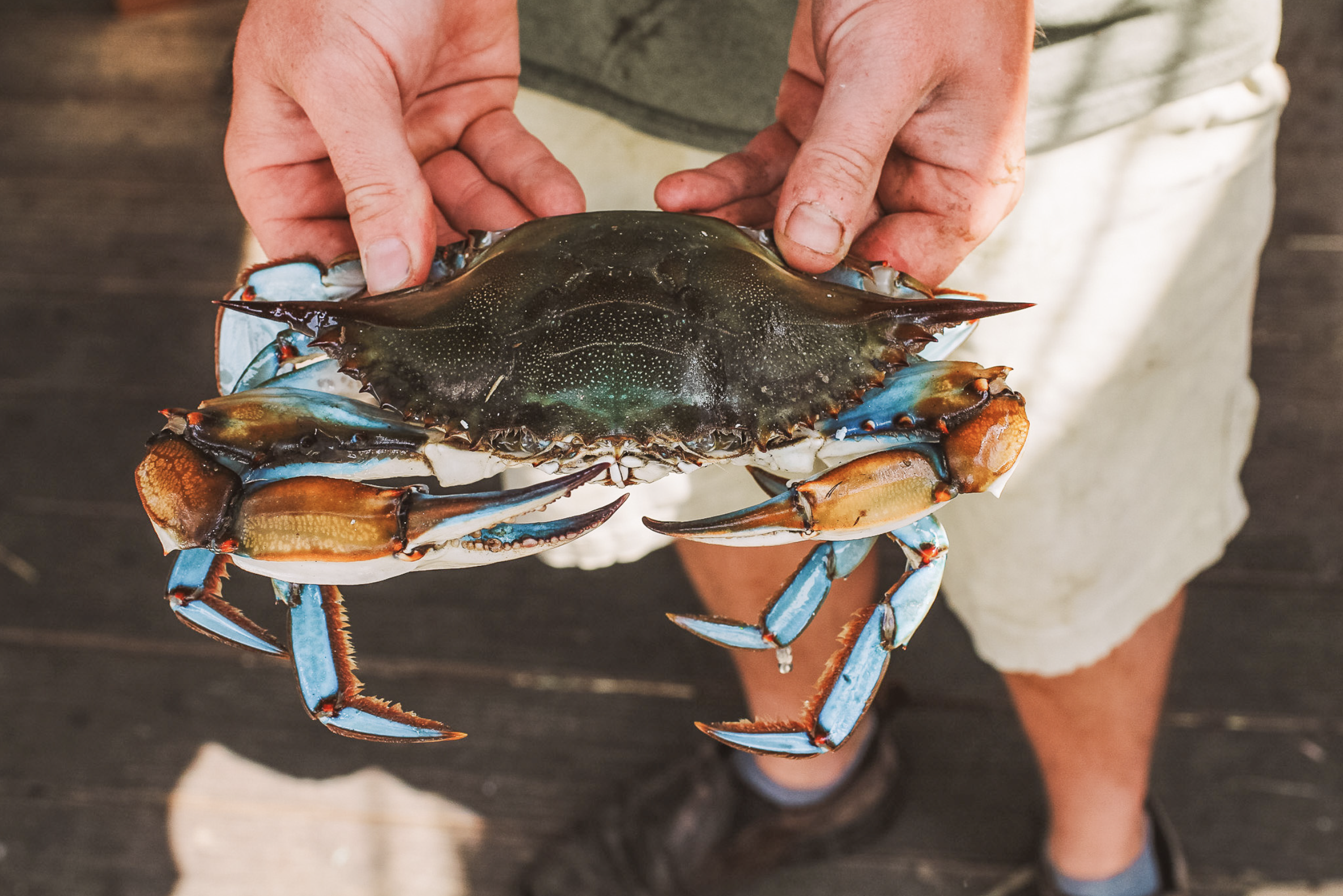 blue crab in water