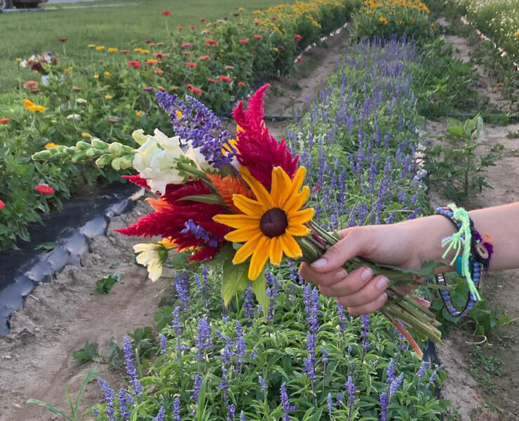 Person holding a bouquet of multi colored flowers in front of rows of flowers