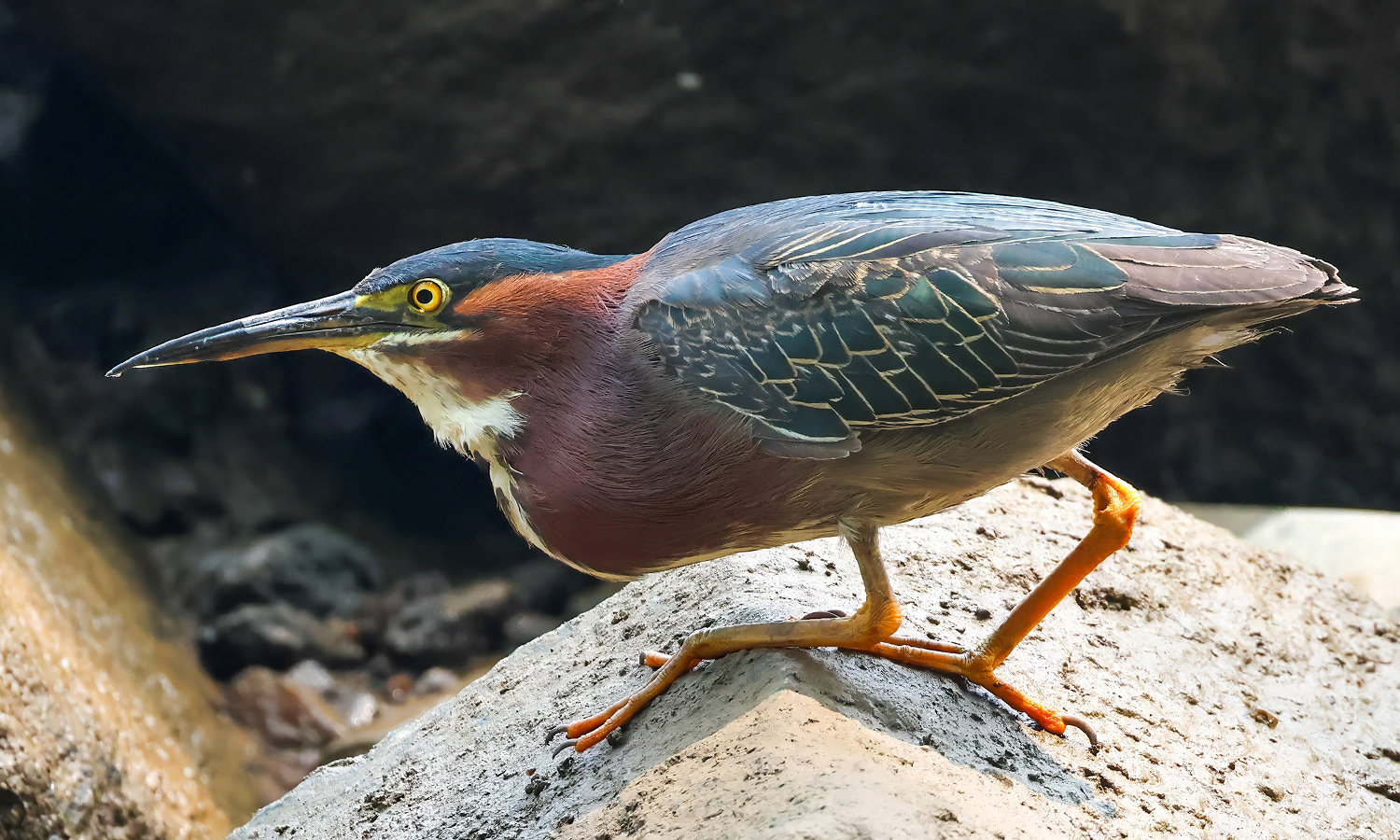A small bird with a long thin beak perched on top of a rock