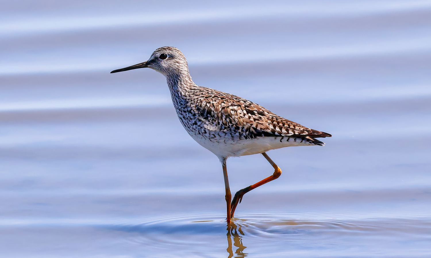 A white and brown bird standing in water with with leg bent like a flamingo