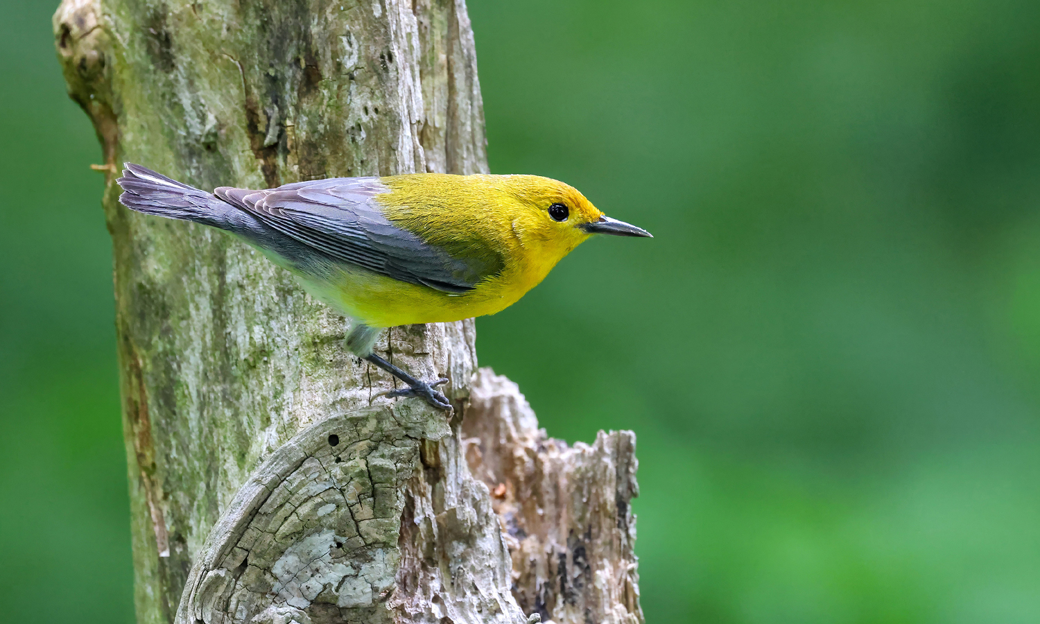 A small yellow bird with grey wings perched on a dead tree