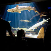 Child looking on in amazement at shark swimming around tank