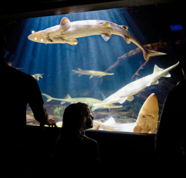 Child looking on in amazement at shark swimming around tank