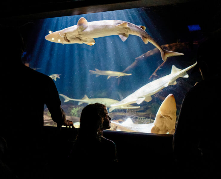 Child looking on in amazement at shark swimming around tank