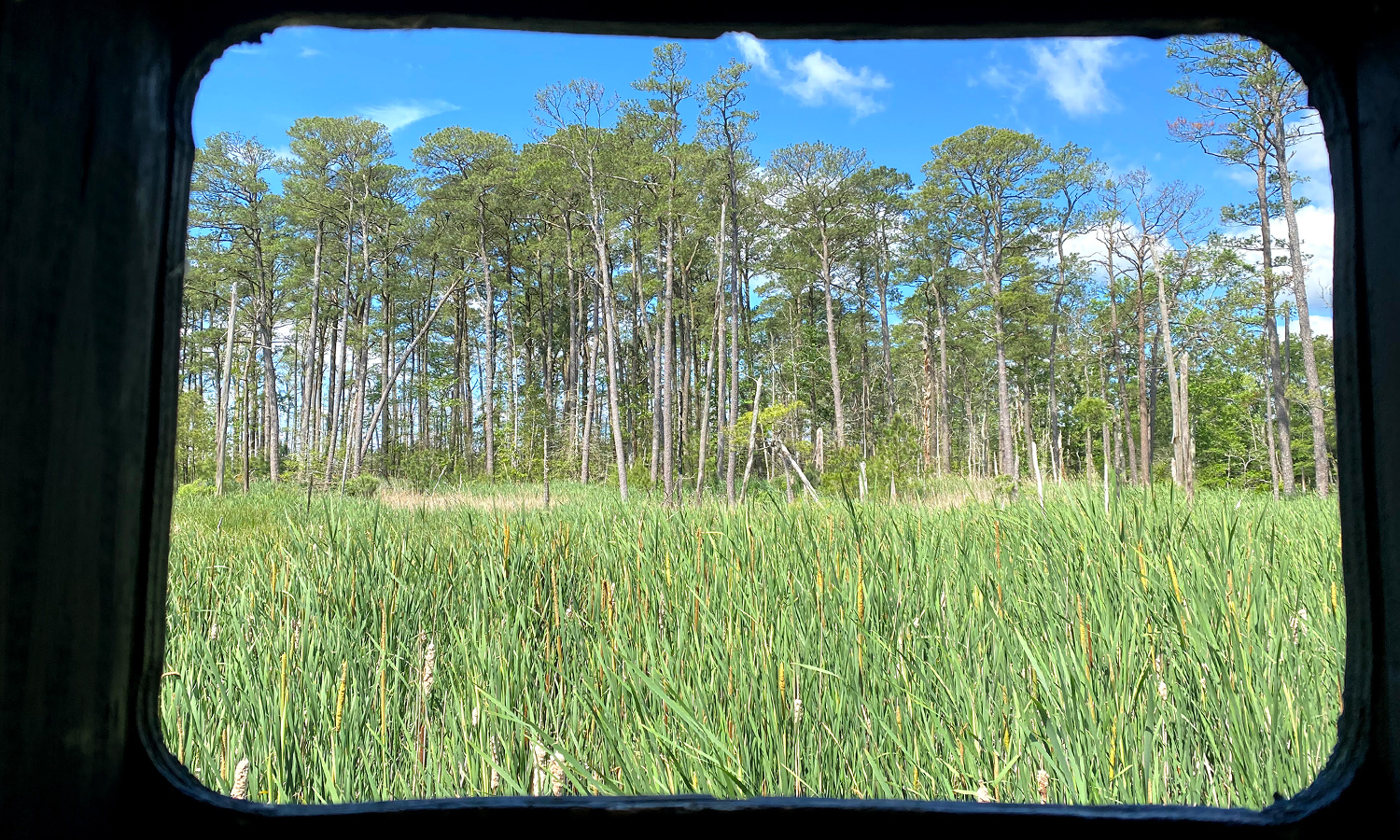 Viewing platform of a marshland