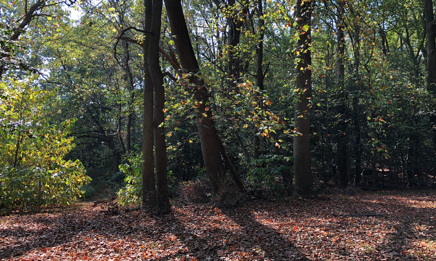 Forest trail covered in leaves during the fall