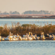 White pelicans in water around marshes