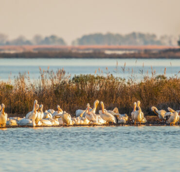 White pelicans in water around marshes
