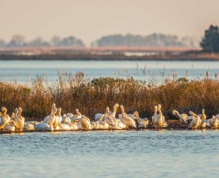 White pelicans in water around marshes