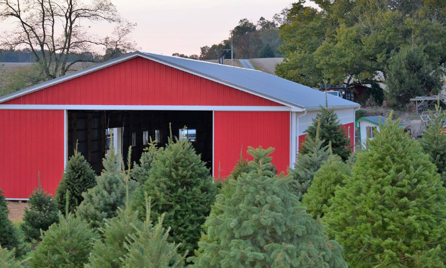 Red barn with a bunch of christmas trees in rows in front