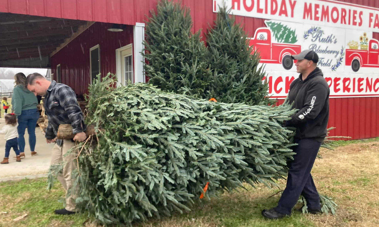 Two people carrying a big Christmas tree at a farm