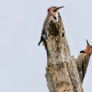 Two northern flickers perched on a log
