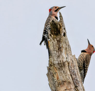 Two northern flickers perched on a log