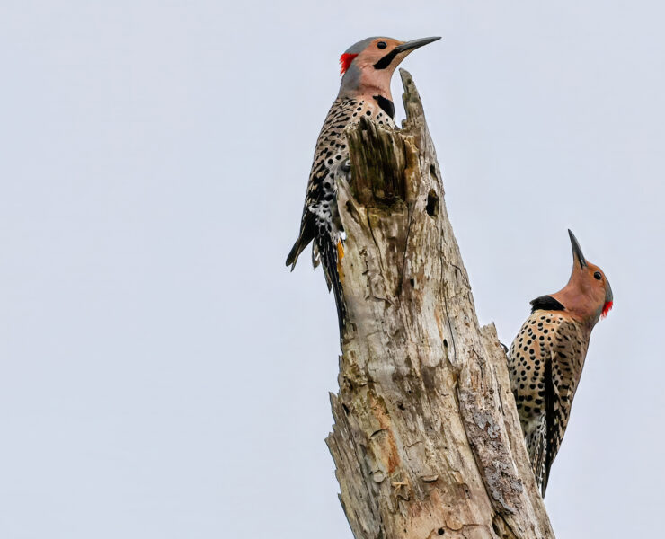 Two northern flickers perched on a log