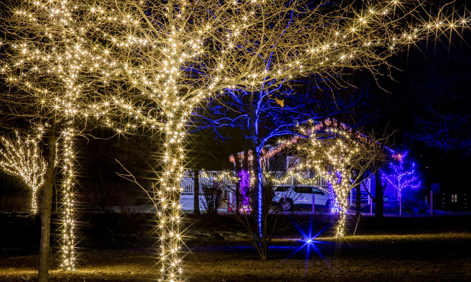 Winter lights decorating trees