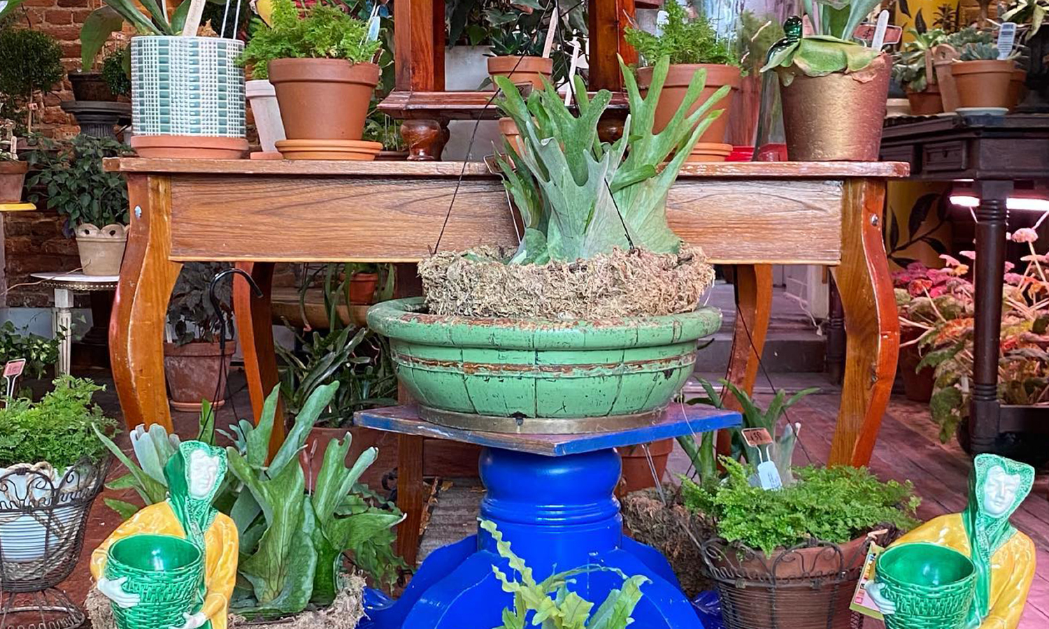 Selection of plants at a plant shop