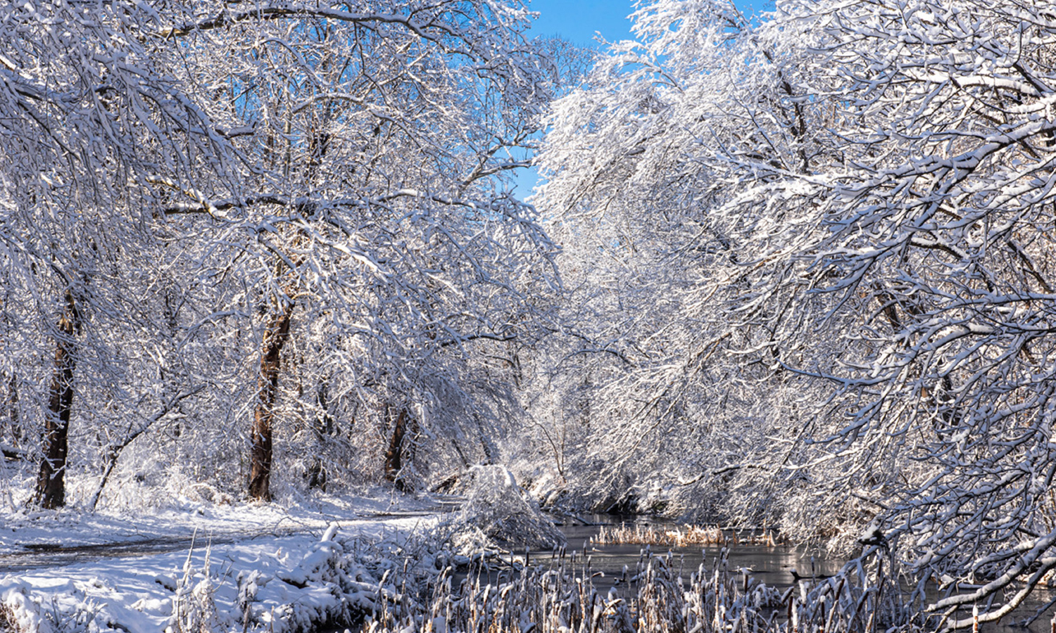 Forest scene covered in snow