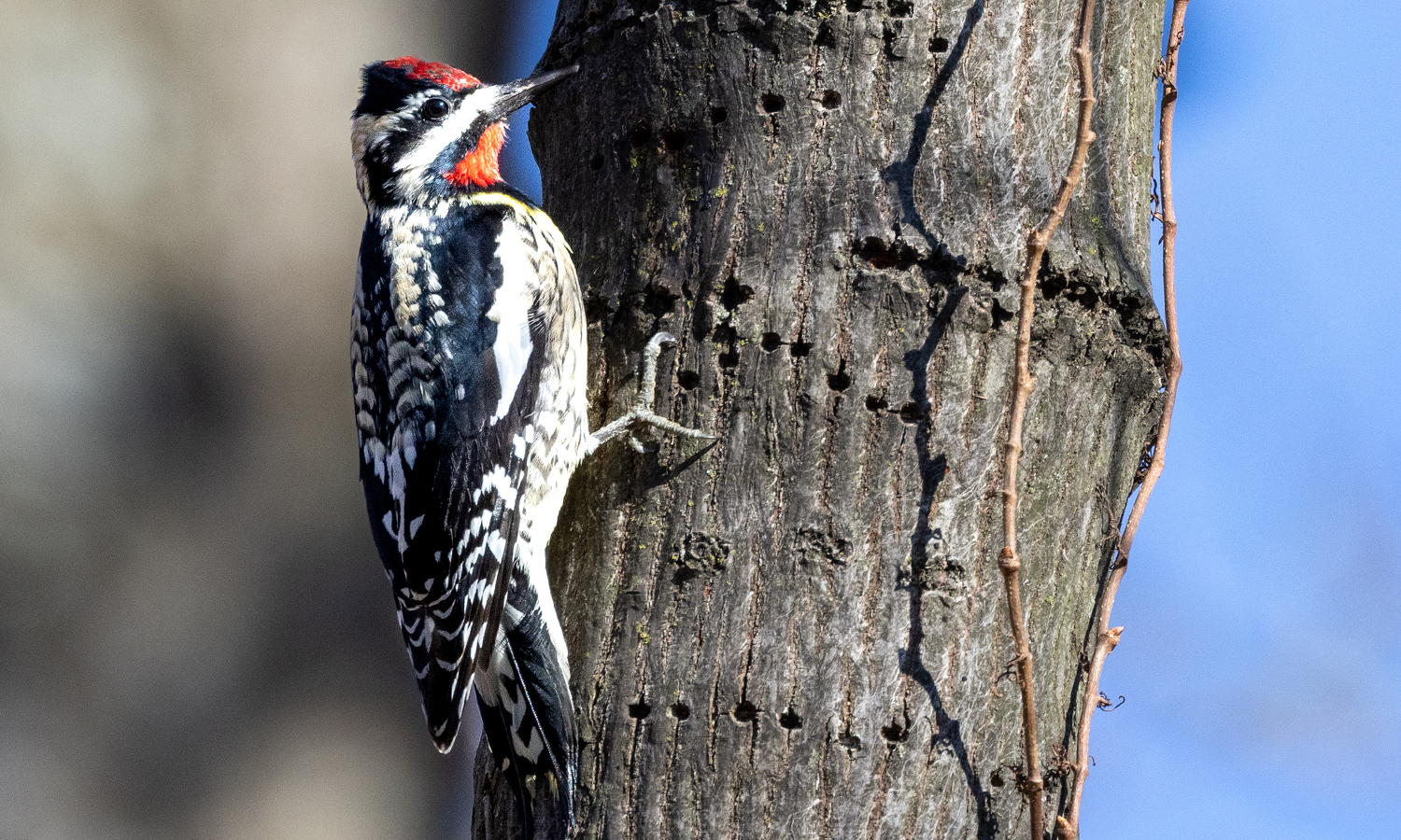 Small bird perched on a tree trunk