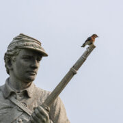 Birding at Antietam National Battlefield
