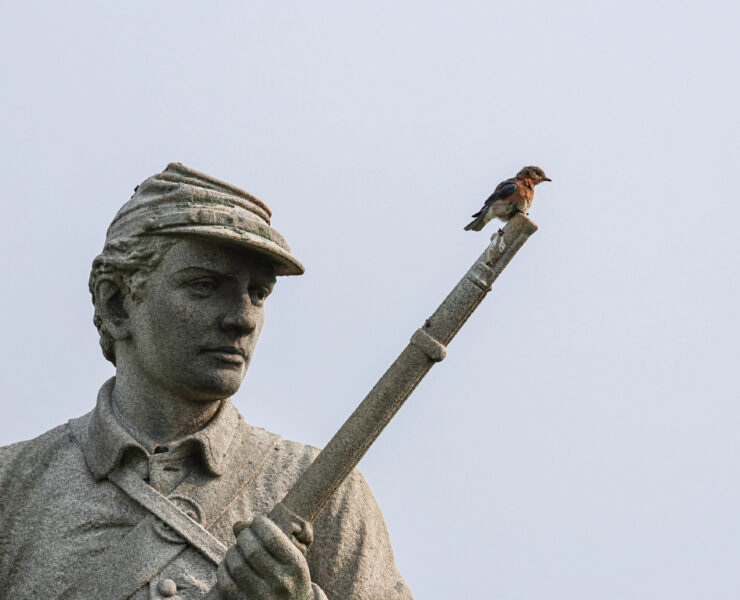 Birding at Antietam National Battlefield