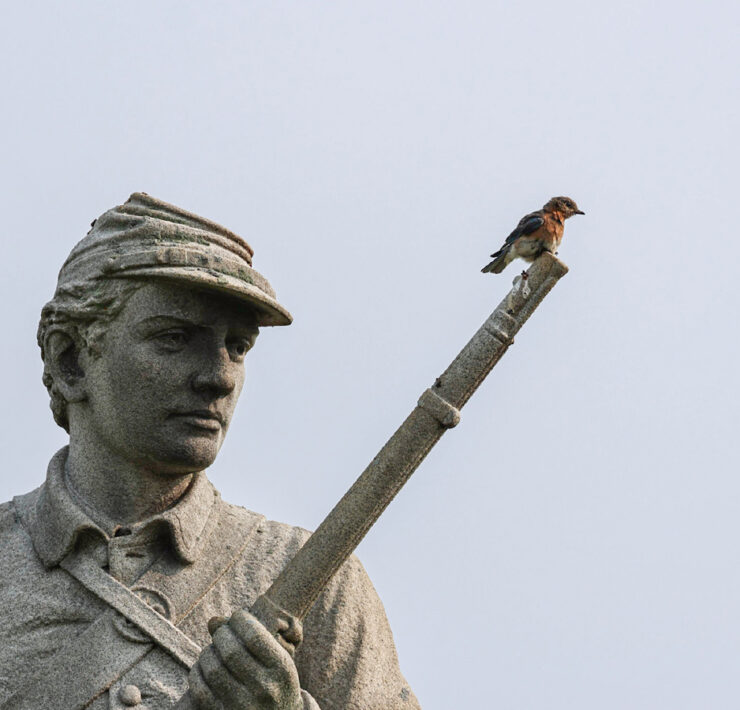 Birding at Antietam National Battlefield