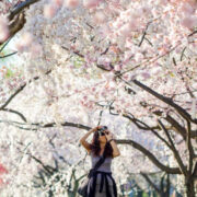 Maryland’s Cherry Blossoms