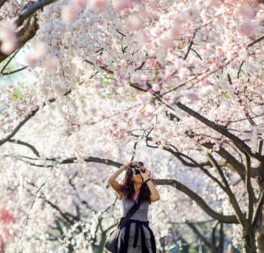 Maryland’s Cherry Blossoms