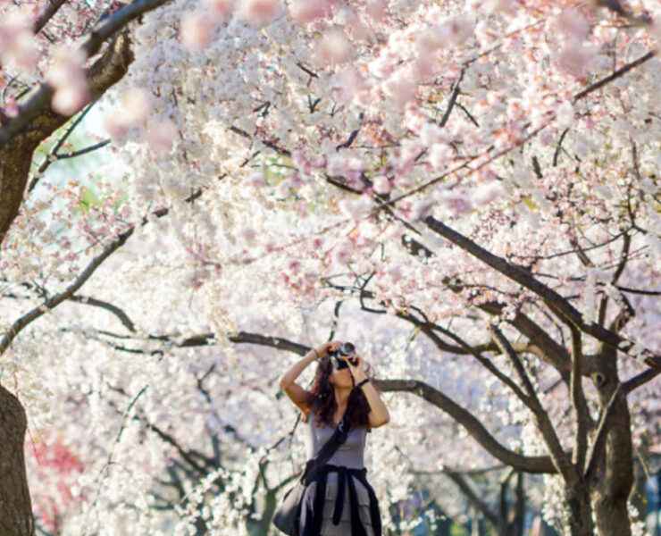 Maryland’s Cherry Blossoms