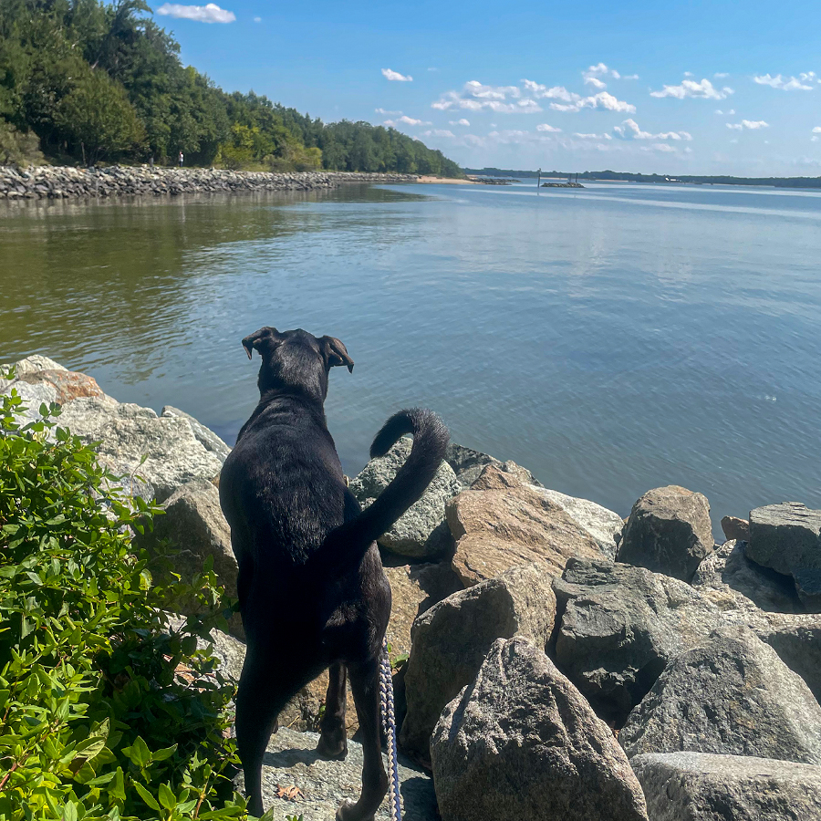 Dog hiking along rocky beach at state park
