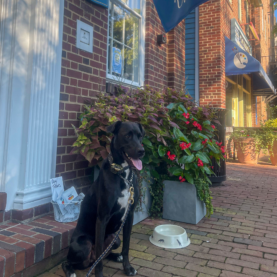 Dog sitting outside of the Easton Visitor Center