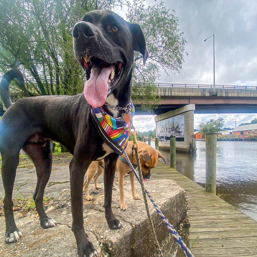 Dogs standing by waters edge